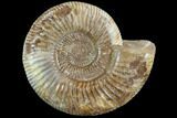 Perisphinctes Ammonite - Jurassic #90447-1